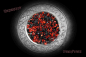 Preview: Hexenshop Dark Phönix Dragons Blood Räuchermischung Anna Riva 20g
